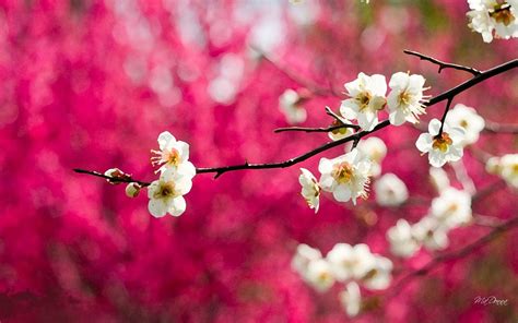 See more ideas about cherry blossom wallpaper, wallpaper, iphone wallpaper. Cherry Blossom Desktop Wallpaper (80+ images)