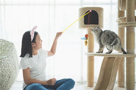 How To Safely Play With A Cat According To A Cat Behaviorist