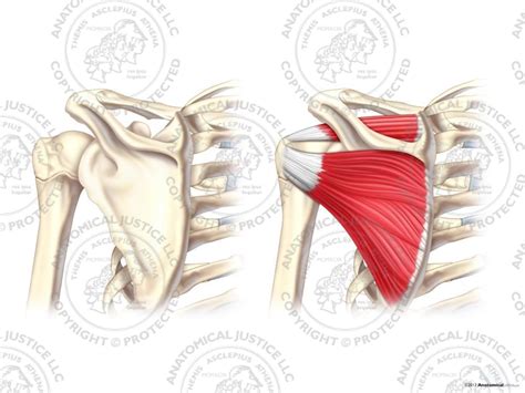 Normal Posterior Anatomy Of The Left Shoulder No Text