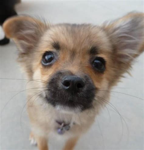 This one provides a complete list of all the breeders that are located in the entire country. Pomeranian & Chihuahua mix. My puppy! | Pet stuff | Pinterest