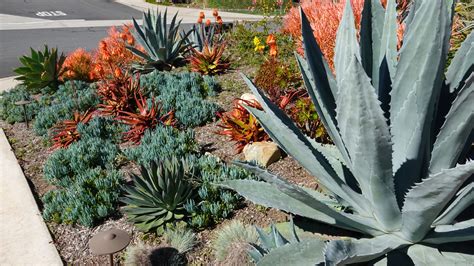 Front Yard Xeriscaping