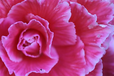 Pink Carnation Wallpapers Wallpaper Cave