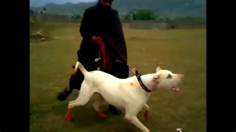 Animals Fight King Dog Fights Attacks Kangal Pitbull Argentine