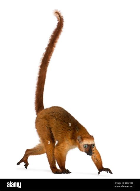 Female Blue Eyed Black Lemur Eulemur Flavifrons 3 Years Old In Front Of White Background