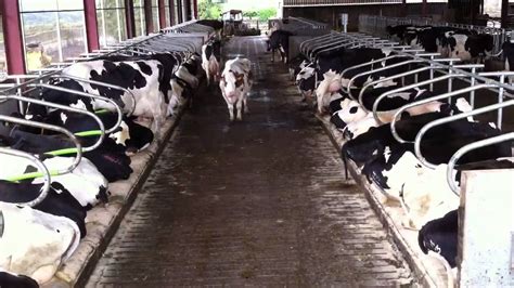 Callersfarm Time Lapse Dairy Cow Housing Uk Youtube