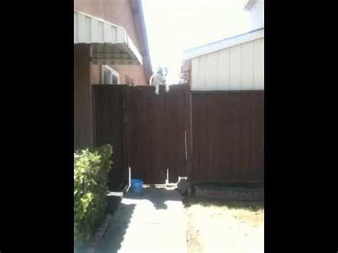 Many canines consider themselves to be escape artists when it comes to fence jumping and that can be a difficult behavior problem to extinguish! Siberian Husky jumping the fence - YouTube