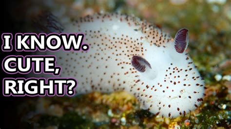 Facts About Sea Bunnies