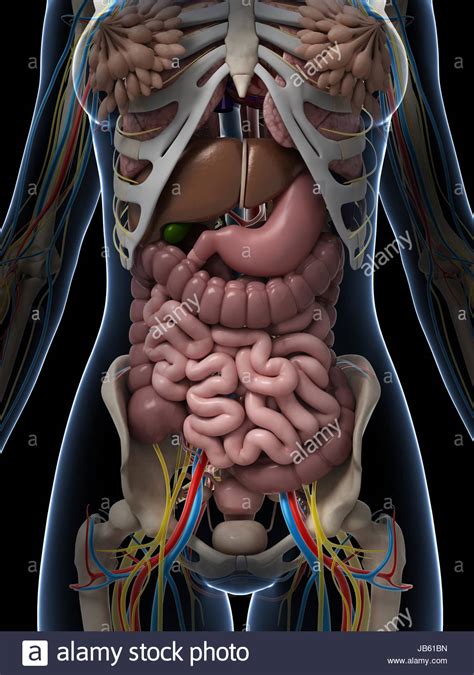 Diagram internal female anatomy : Female Anatomy Diagram High Resolution Stock Photography ...