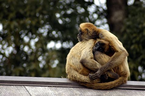 Pelukan Monyet Foto Stok Unduh Gambar Sekarang Afeksi Emosi Positif Asia Asia Pasifik