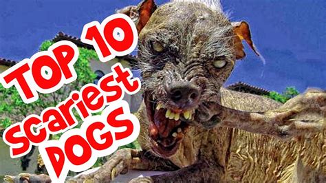 What Is The Scariest Dog In The World