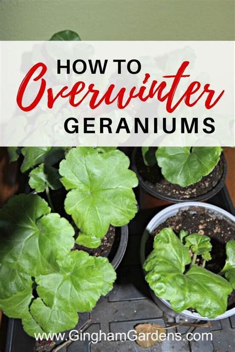Easy And Cheap Tips To Care For Your Geraniums In The Winter Rustic