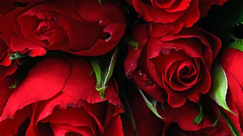 Download Wallpaper 1920x1080 Rose Fresh Red Flowers Full Hd Hdtv