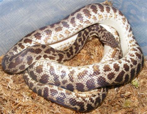 Spotted Python Facts And Pictures