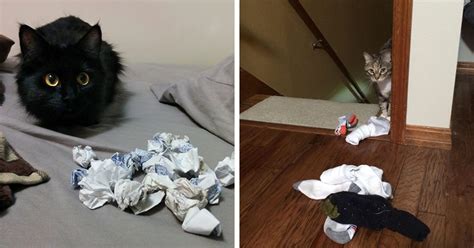 10+ Cats Who Hoard Random Things And Don't Even Realize - Cats My Life