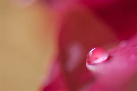 480x854 Resolution Micro Photography Of Dew Drop On Red Petal Flower