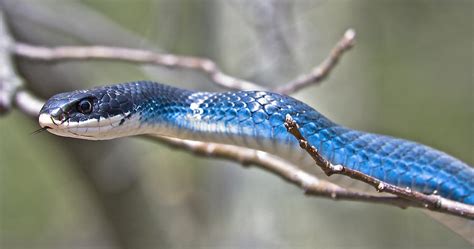 Blue Racer Snake Photograph By Jeramie Curtice Pixels