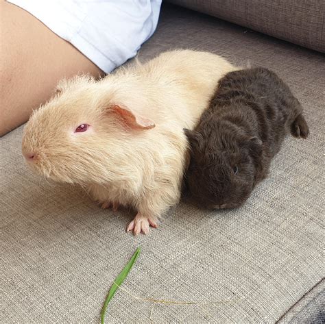 My Albino Piggy Maple With Her Melanistic Week Old Baby Mocha