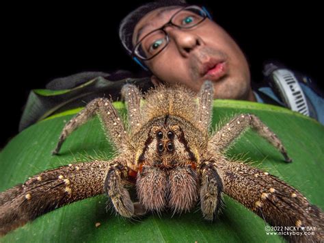 Brazilian Wandering Spider Phoneutria Fera P6078308 Flickr