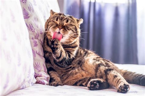 Scottish Fold Irkı Kedilerin Kalıtsal Özellikleri Nelerdir
