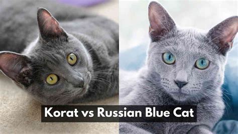 Korat Vs Russian Blue Cat A Comprehensive Comparison