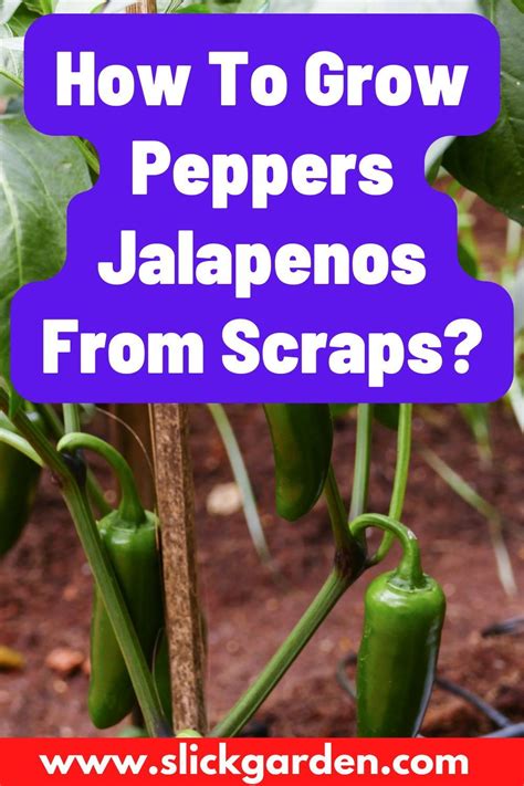 How To Grow Jalapenos Peppers From Scraps Growing Jalapenos Stuffed