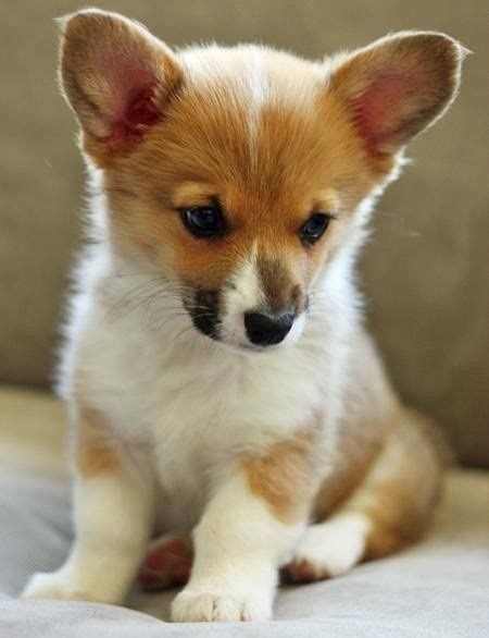 Puppies should be fed while lying on their stomach. corgi puppy | Welsh corgi puppies, Pembroke welsh corgi puppies, Corgi