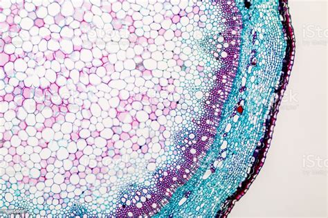 Crosssection Plant Stem Under The Microscope For Classroom Education