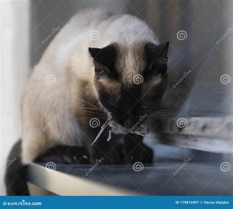 The Siamese Cat Is Carrying A Small Mouse Royalty Free Stock