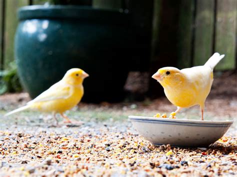 Canary Bird Breeding Complete Guide For Beginners Vivo Pets