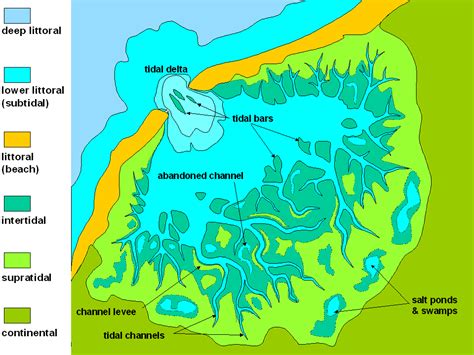 Deltas are considered wetlands, and they are home to plants and wildlife. Mudflat - Wikiwand