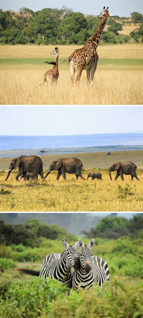 This is because it offers a vast number of expert driving skills that most driving schools lack. It IS possible to do a safari in Kenya on a budget! Check ...