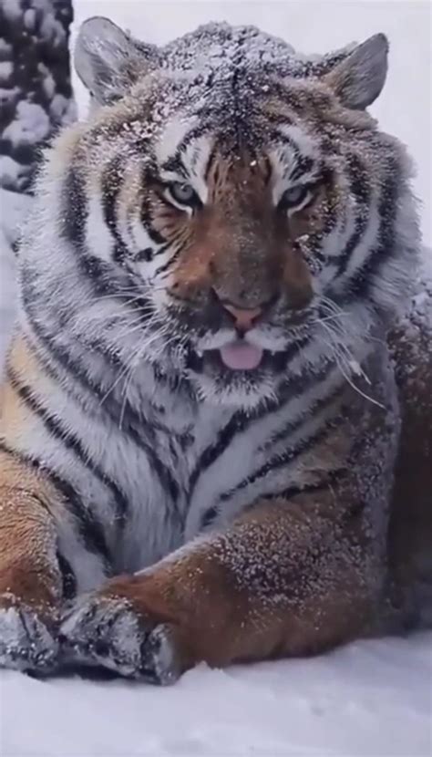 Siberian Tiger Blep Rblep