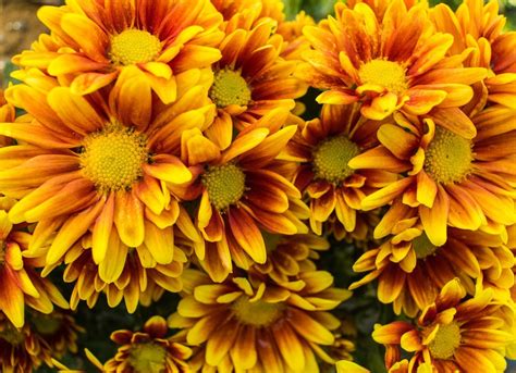 Fall Flowers 20 Bold And Beautiful Autumn Bloomers Bob Vila