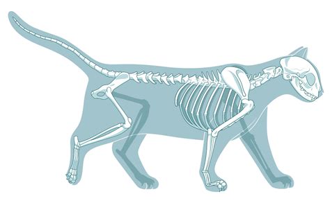 Lukes cataract and laser institute: Cat Skeleton - How Many Bones Does A Cat Have?