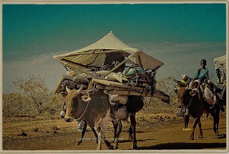 Fulani Caravan With Bullocks And Howdahs In Mauritanian Bush Travel