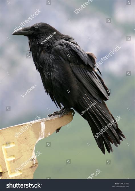 Raven Perched On A Sign Post Stock Photo 25305 Shutterstock