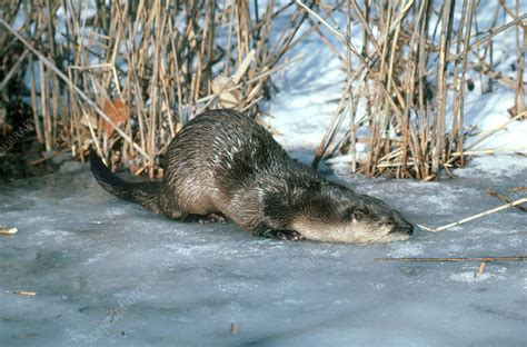 River Otter Sliding On Ice Stock Image C0022264 Science Photo