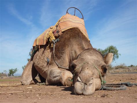 A camel spider is usually brown, beige, or light gray and the length of their body depends on the species. The Camel | Biggest Animal In The World Basic Facts ...