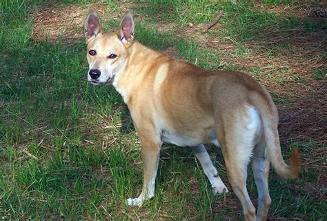 Carolina Dog Breed Information All About Dogs