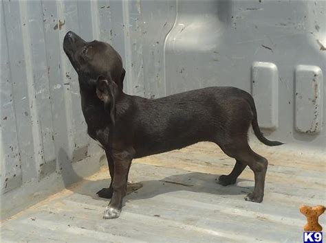 Chihuahua Puppy For Sale Jaden Adorable Black Chiweenie Girl 13