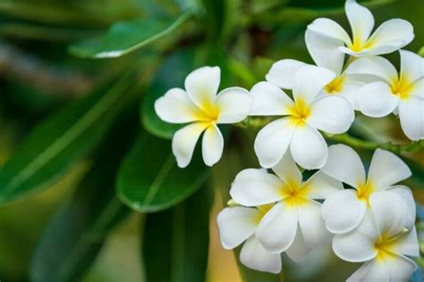 The 19 Most Fragrant White Flowers Petal Republic