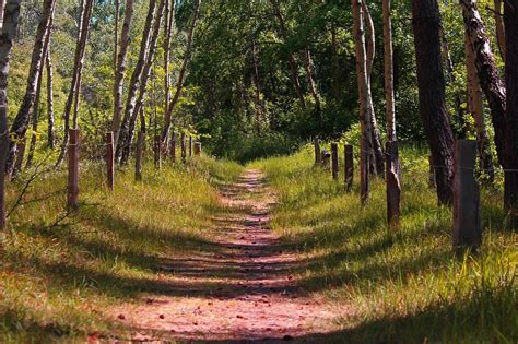 Camino Forestal Rastro Bosque De Foto Gratis En Pixabay Pixabay