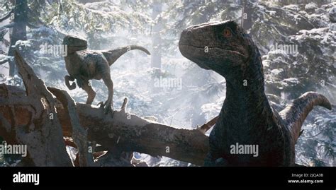 Jurassic World Dominion Aka Jurassic World 3 From Left Velociraptors Beta And Blue 2022