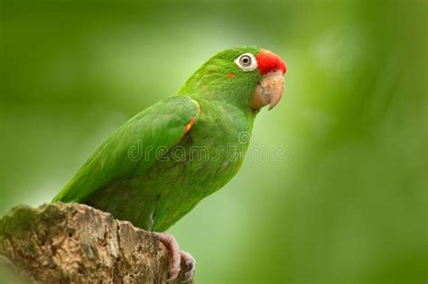 Crimson Fronted Parakeet Aratinga Funschi Portrait Of Light Green Parrot With Red Head Costa