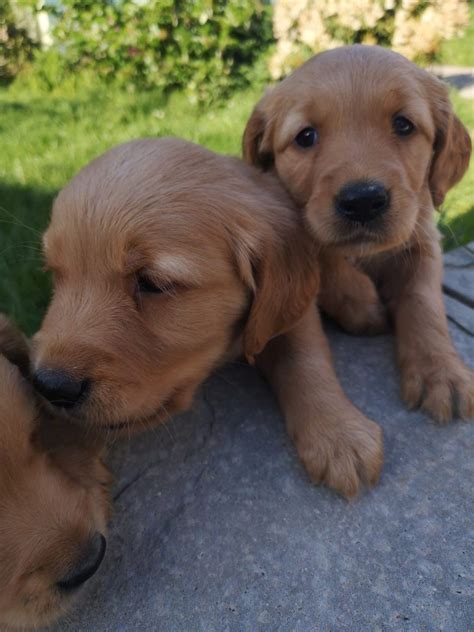 Golden Retriever Puppies For Sale Charlotte Nc 326606
