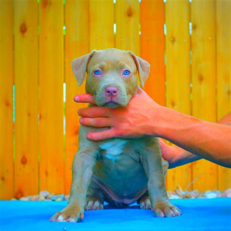Best Pitbull Bloodlines Different Types Of Red And Blue