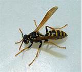 Paper Wasp Images