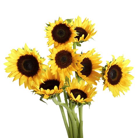 We deliver flowers across melbourne, the cbd & suburbs. 50 Stems of Yellow Sunflowers with Brown Center- Beautiful ...
