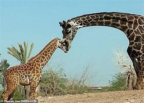 Mum Knows Best Giraffes Inherit Their Life Saving Spot Patterns From