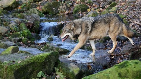 Why Is The Grey Wolf Still Endangered Mystart